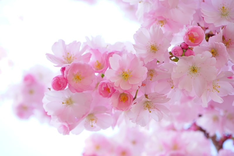 Seasonal Blooms Catalog