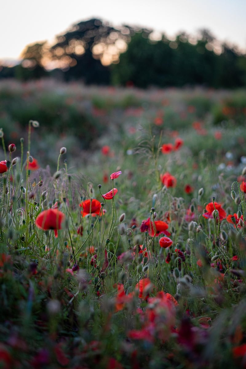 Wildflower Meadow