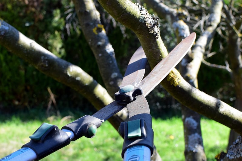 Pruning Shears in Garden