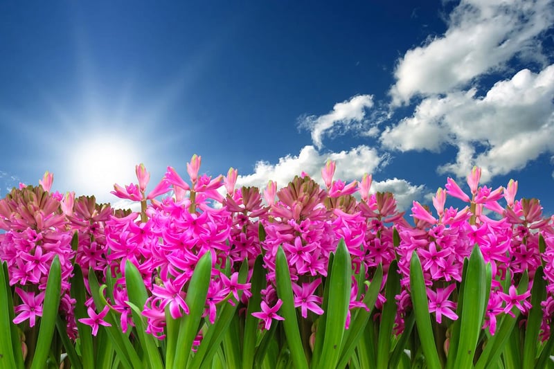 Spring Blooms